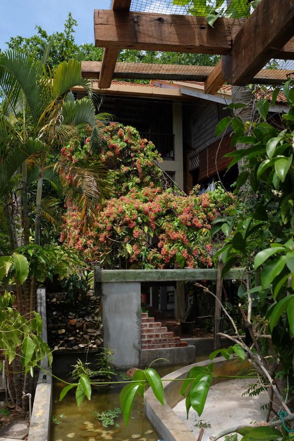 Panji Panji Tropical Wooden Home Pantai Cenang  Exterior foto